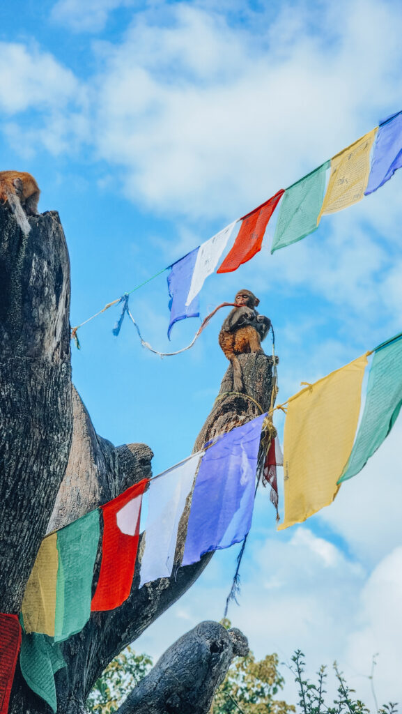 kathmandu monkeys